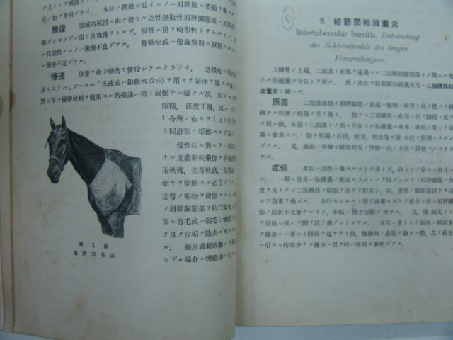 1940년 日本刊 수의외과각론(獸醫外科各論)