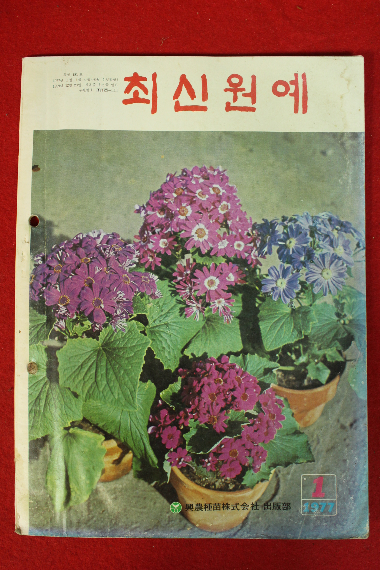 1977년 최신원예 1월호