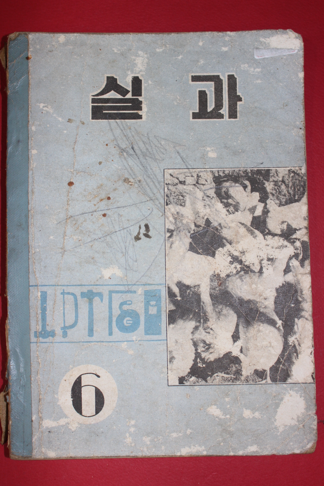 1962년 실과 6