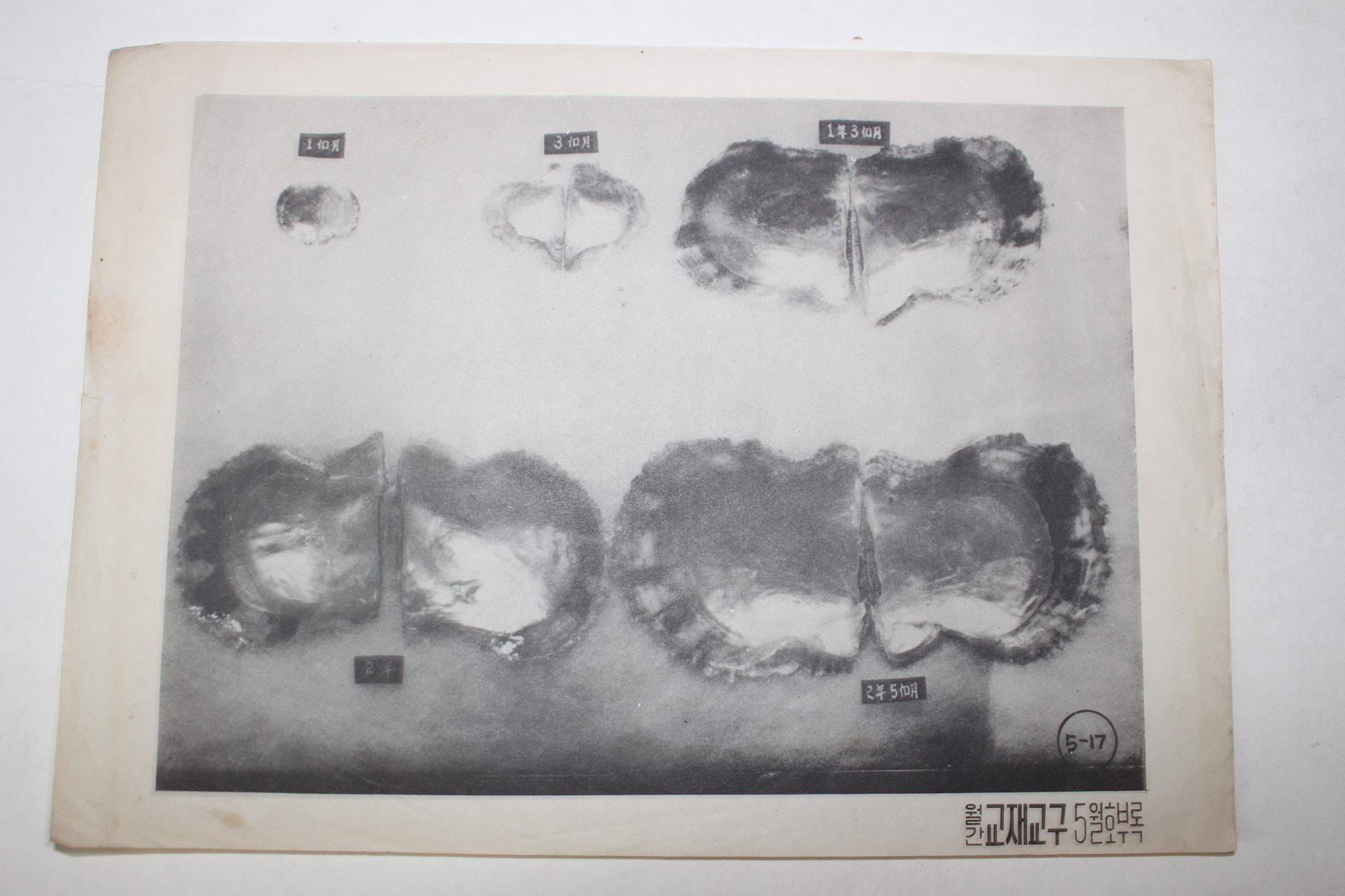 54-1960년대 국민학교 월간교재교구 화보