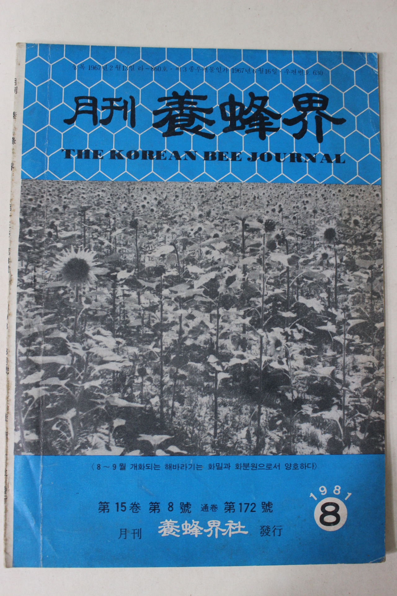 1981년 양봉계(養蜂界) 8월호