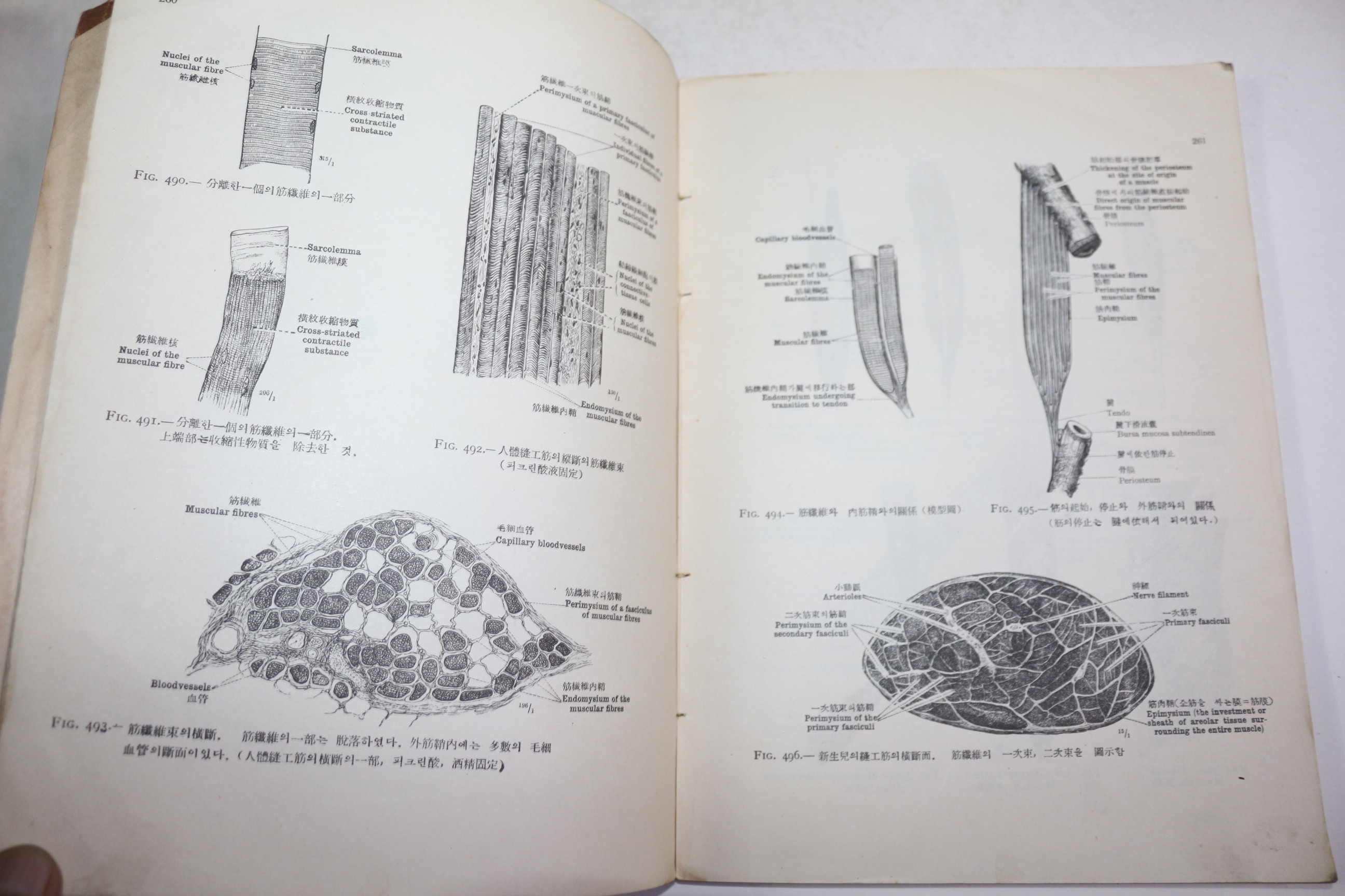 1957년초판 이명목(李明馥) 해부학도보(解剖學圖譜) 근학편(筋學編)