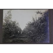 1918년(대정7년) 충남 논산 농장 사진